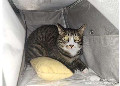보호중 한국 고양이…